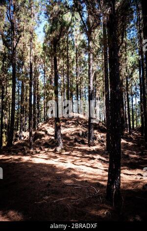 Alberi di conifere bruciati da fuoco sull'isola di Tenerife. La serie completa è disponibile presso il titolare del copyright. Foto Stock