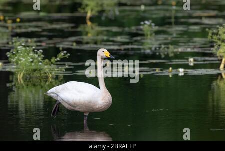 Unico Whooper Swan (Cygnus cygnus) appoggiata in acqua, foresta di Bialowieza, Polonia, Europa Foto Stock