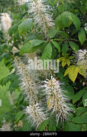 Nani di castagno (Aesculus parviflora) fiori sul cespuglio con uno sfondo di foglie della stessa pianta. Foto Stock