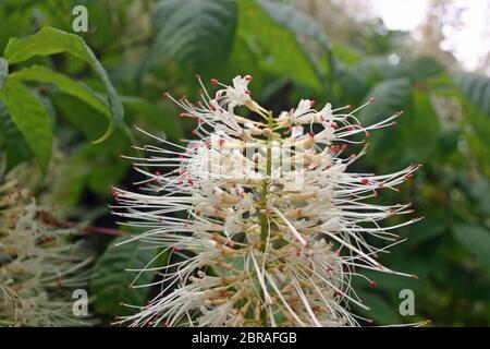 Primo piano di un fiore di castagno di cavallo nano (Aesculus parviflora) sul cespuglio con un fondo di foglie della stessa pianta. Foto Stock