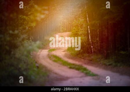 Emplty sabbia curvo sentiero forestale in estate. Gli alberi ai lati della strada. Foto Stock