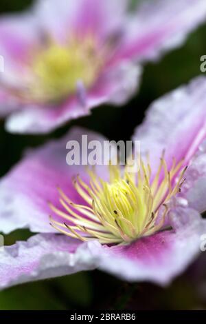 Rosa Blüten einer Clematis-Hybride Foto Stock