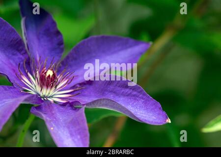 Lila Blüten einer violetten Clematis-Hybride Foto Stock