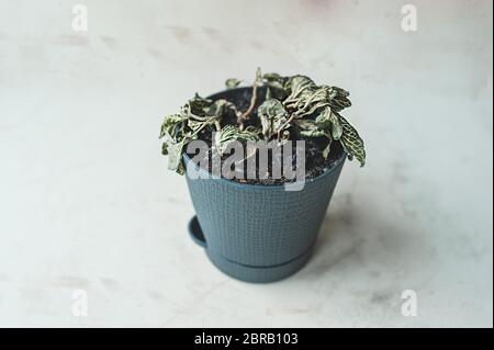 fiore domestico di fittonia, abbandonato e defunto in un elegante vaso grigio su un tavolo leggero. Cura e manutenzione di piante verdi domestiche Foto Stock