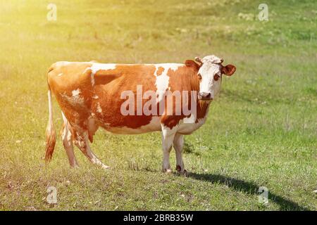 Close-up di bianco e marrone di mucca che stabilisce nel campo verde. Messa a fuoco selezionata e sfondo sfocato. Allevamento di bestiame, allevamento, la produzione di latte e di carne conce Foto Stock