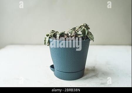 fiore domestico di fittonia, abbandonato e defunto in un elegante vaso grigio su un tavolo leggero. Cura e manutenzione di piante verdi domestiche Foto Stock