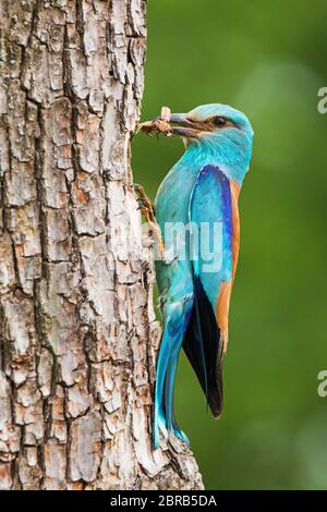 Rullo europeo, coracias garrulus, seduta su corteccia di alberi con le api in nib in estate con copyspace. Uccello colorato in attesa di alimentazione da s. Foto Stock