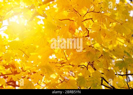 Sfondo di foglie gialle autunnali. Autunno sfondo con swing giallo brillante, rosso e arancio foglie di albero closeup. Luce solare. Foto Stock