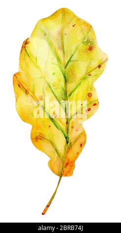 Acquerello autunno foglie di quercia. Una foglia di colore giallo con arancione, verde, marrone, ocra, rosso gocce e spruzzi di colore. Oggetto isolato su sfondo bianco. El Foto Stock