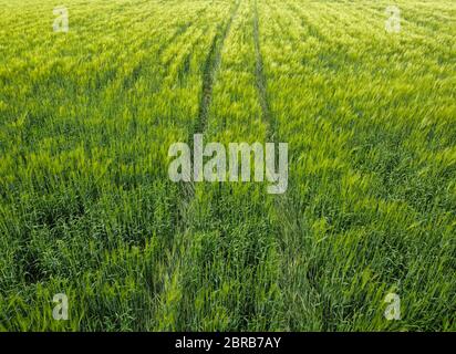 Piste di grano, campo di grano verde e giovani spikelets. Foto Stock