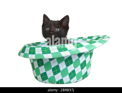 Un gattino nero seduto in un cappello a scacchi in stile fedora a tema San Patrizio, isolato su sfondo bianco. Tema di festa divertente con i gatti Foto Stock