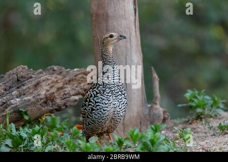 Uccello femmina di Francolin nero fotografato a Sattal Foto Stock