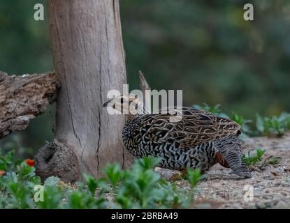 Uccello femmina di Francolin nero fotografato a Sattal Foto Stock