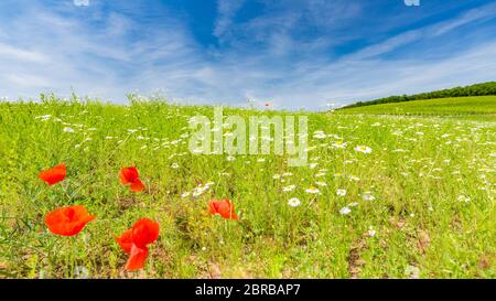 Bella estate prato natura. Fiori di papavero primaverili ed estivi e campo in fiore a margherita sotto il cielo blu e la luce del sole Foto Stock