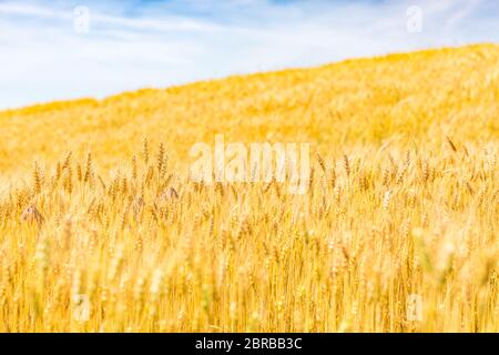 Chiocchicco di grano in campo di grano. Sfondo di orecchie di maturazione di grano. Raccolto e concetto di cibo. Paesaggio agricolo brillante artistico, natura closeup Foto Stock
