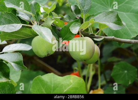 Piccolo verde Braeburn mele crescente sul ramo di albero tra lussureggianti foglie verdi Foto Stock