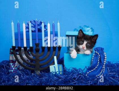 Adorabile piccolo kitten nero e bianco tuxedo che si sbirca da una scatola blu presente accanto a menorah con dreidel per Hanukkah. Sfondo blu luminoso. Anima Foto Stock