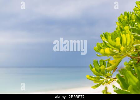 Bellissima spiaggia delle isole Maldive con alberi di mangrovie, sabbia bianca, acqua trasparente blu chiaro con barriere coralline, verdi piante di foresta tropicale Foto Stock