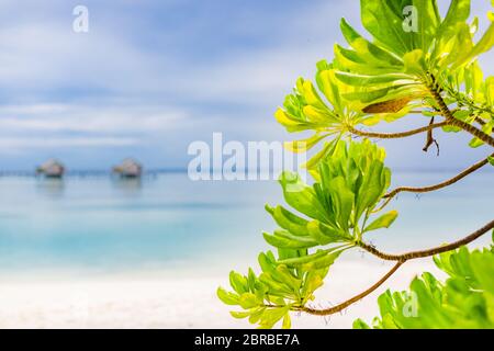 Bellissima spiaggia delle isole Maldive con alberi di mangrovie, sabbia bianca, acqua trasparente blu chiaro con barriere coralline, verdi piante di foresta tropicale Foto Stock