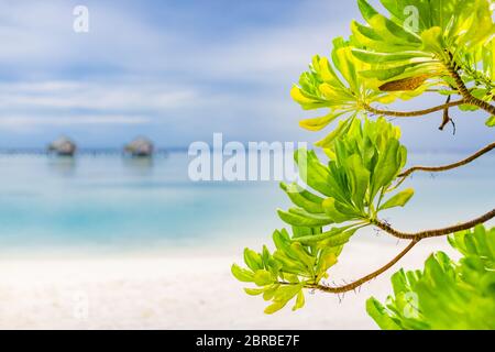 Bellissima spiaggia delle isole Maldive con alberi di mangrovie, sabbia bianca, acqua trasparente blu chiaro con barriere coralline, verdi piante di foresta tropicale Foto Stock