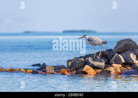 Gray Heron sulla spiaggia. Maldive Oceano Indiano caccia di pesce da rocce Foto Stock