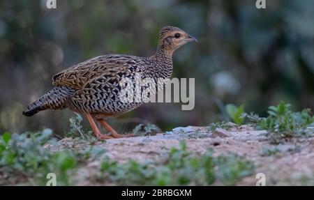 Uccello femmina di Francolin nero fotografato a Sattal Foto Stock