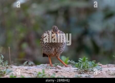 Uccello femmina di Francolin nero fotografato a Sattal Foto Stock