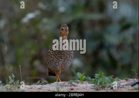 Uccello femmina di Francolin nero fotografato a Sattal Foto Stock