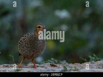 Uccello femmina di Francolin nero fotografato a Sattal Foto Stock