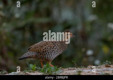 Uccello femmina di Francolin nero fotografato a Sattal Foto Stock