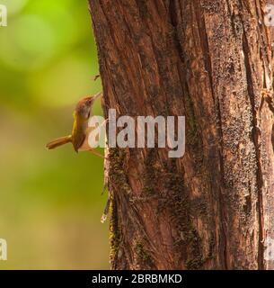 Un Tailorbird comune - fotografato a Nandi Hills (vicino Bangalore, India) Foto Stock