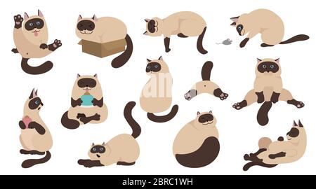 Cartoon cat raccolta di caratteri. Diversi gatto pone, yoga e di emozioni. Schermo piatto a colori e stile semplice design. Siamese gatto colorpoint. Vector illus Illustrazione Vettoriale