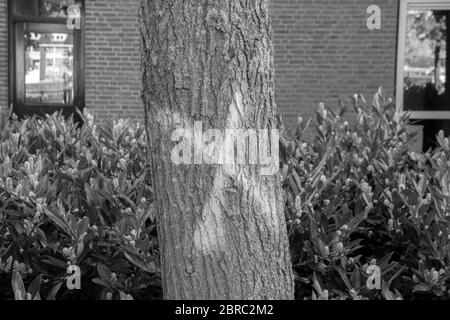 Attraversare UN albero che deve essere abbattuto a Diemen Paesi Bassi 8 maggio Paesi Bassi 2020 Foto Stock