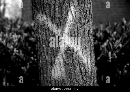 Attraversare UN albero che deve essere abbattuto a Diemen Paesi Bassi 8 maggio Paesi Bassi 2020 Foto Stock