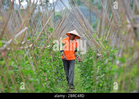 (200521) -- LUZHAI, 21 maggio 2020 (Xinhua) -- Villager Pan Zhengkun cammina nel suo campo al Villaggio di Shuitou nella Contea di Luzhai, Città di Liuzhou, Regione Autonoma di Guangxi Zhuang della Cina meridionale, 19 maggio 2020. Negli ultimi anni, la contea di Luzhai ha rafforzato le sue industrie caratteristiche negli sforzi di alleviamento della povertà. Circa il 89% delle famiglie colpite dalla povertà nella contea di Luzhai sono impegnate in industrie caratteristiche, tra cui la piantagione e l'allevamento di animali. Dal 2016 al 2019, tutti i 22 villaggi colpiti dalla povertà nella contea di Luzhai hanno sconvolto la povertà, con il numero di abitanti poveri Foto Stock