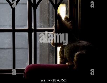 Silhouette di un piccolo cane che guarda da una stanza buia all'immagine concettuale esterna per il blocco del coronavirus Foto Stock