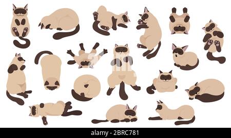 Dormire gatti pone. Design semplice e a colori piatti. Gatti con colorpoint siamese. Illustrazione vettoriale Illustrazione Vettoriale