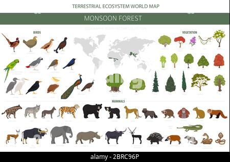 Monsonone bioma foresta, regione naturale infografica. Mappa mondiale dell'ecosistema terrestre. Set di design per animali, uccelli e vegetazioni. Illustrazione vettoriale Illustrazione Vettoriale