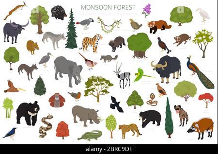 Monsonone bioma foresta, regione naturale infografica. Mappa mondiale dell'ecosistema terrestre. Set isometrico di disegno per animali, uccelli e vegetazioni. Illustratore vettore Illustrazione Vettoriale