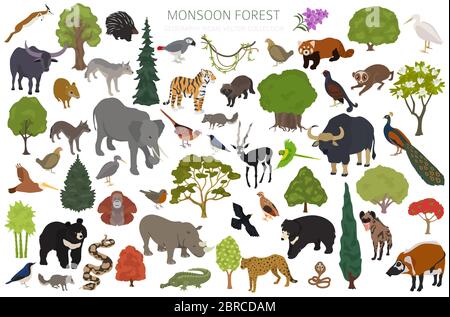 Monsonone bioma foresta, regione naturale infografica. Mappa mondiale dell'ecosistema terrestre. Set isometrico di disegno per animali, uccelli e vegetazioni. Illustratore vettore Illustrazione Vettoriale