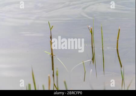 Vista di un laghetto di cava con un particolare attenzione alle piante che si riflettono nell'acqua dalla riva con cieli sovrastanti e acque calme nel nord della GE Foto Stock