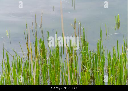 Vista di un laghetto di cava con un particolare attenzione alle piante che si riflettono nell'acqua dalla riva con cieli sovrastanti e acque calme nel nord della GE Foto Stock