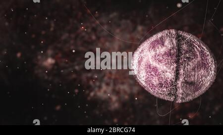 Scienza Foto di batteri Neisseria gonorrhoeae, anche noto come gonococco, o gonococchi è una specie di batteri diplococchi Gram-negativi Foto Stock