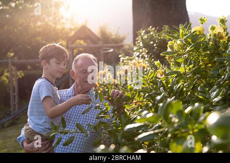 Nonno e nipote a casa nel loro giardino Foto Stock