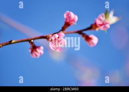 Bellissimi fiori di pesca in fiore contro il cielo blu Foto Stock