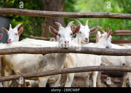Famiglia di capra in piedi in paddock di legno nel cortile Foto Stock