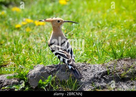 Hoopoe (Uppa epps) Eurasian Hoopoe sull'erba verde Foto Stock