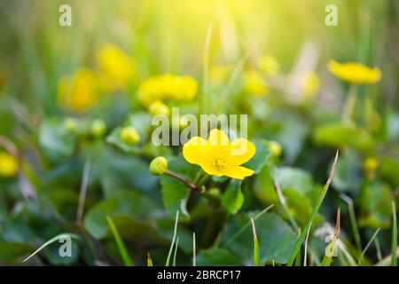 Fioritura della Marsh Marigold (Caltha palustris). Sfondo floreale Foto Stock