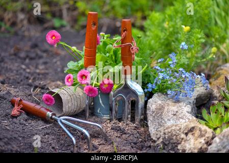 Attrezzi di giardinaggio e fiori primaverili nel giardino. Concetto di giardinaggio. Foto Stock