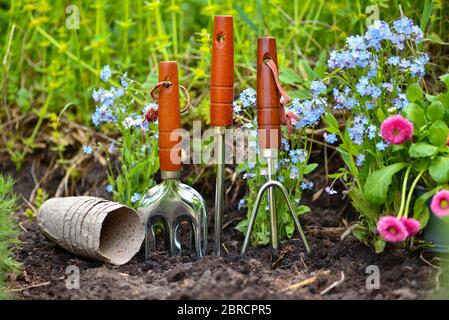 Attrezzi di giardinaggio e fiori primaverili nel giardino. Concetto di giardinaggio. Foto Stock